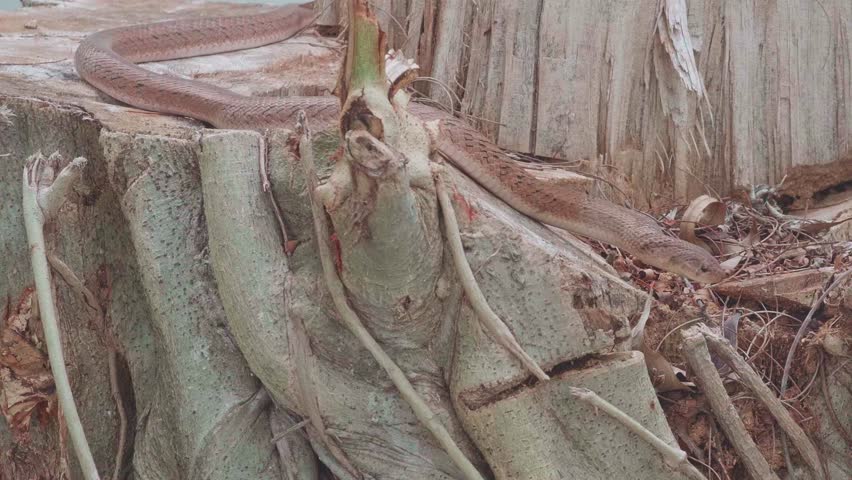 Brown snake slithering for food on tree stumps. A type of dangerous reptile. Find food as small animals.