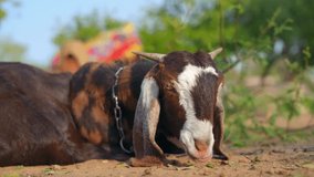 A Goat relaxing and chewing food in Indian farm. Domestic Goat grazing grass, green leaves in field. close-up view of long ears goat. wildlife concept 4K video. tied pet animals