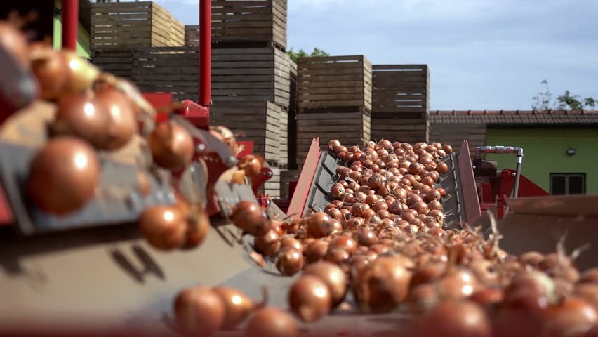 Slow Motion of Fresh Onion Bulbs Inside Automatic Onion Selecting, Cleaning and Sorting Machine in Packing House. Fresh Onion Bulbs Moving Along Conveyor Belt. Postharvest Handling Of Vegetables. 