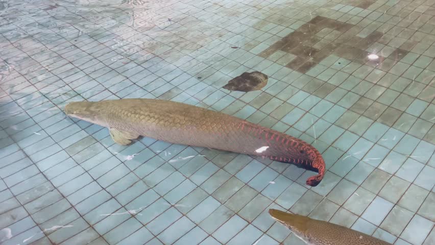 arapaima fish swimming in the pond