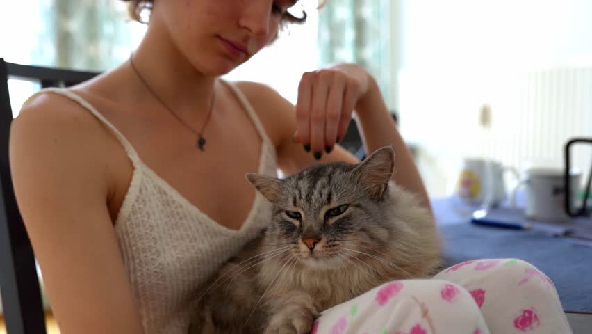 teenage girl in T-shirt with straps, pajama pants, sits on chair with legs crossed, fluffy gray Maine Coon cat lies on feet. purring sleeping cat
