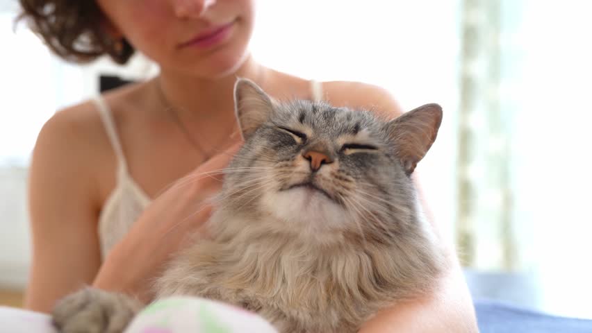 teenage girl in T-shirt with straps, pajama pants, sits on chair with legs crossed, fluffy gray Maine Coon cat lies on feet. purring sleeping cat Royalty-Free Stock Footage #1104845655