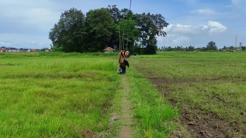 People Walking on Path Through Rice Fields Landscape