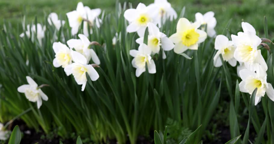 Sliding shot of daffodil flowers in the garden

