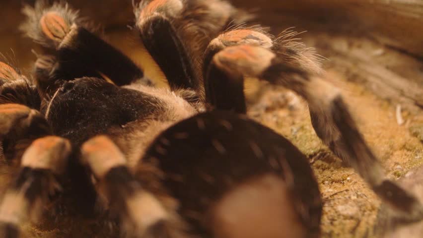 Brachypelma Smithi, Mexican redknee tarantulas Macro, With Defense Urticating Hair Gone On Cephalothorax