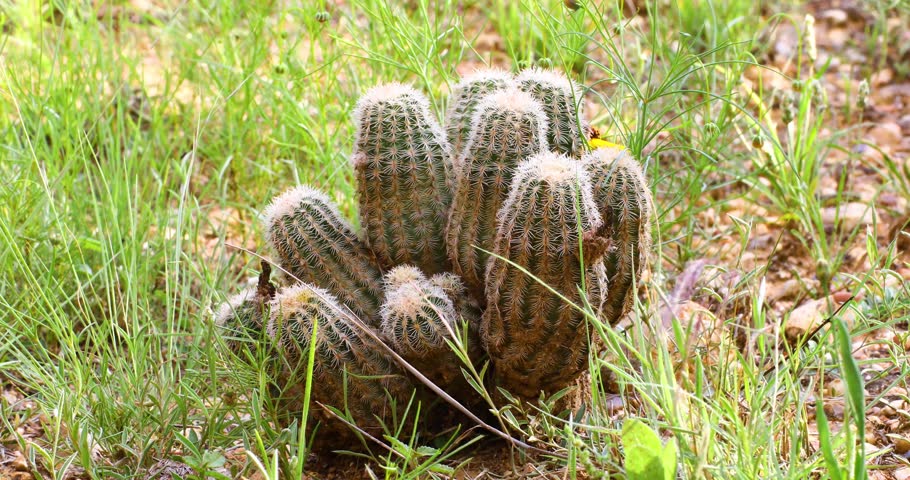 Lace Cactus Echinocereus reichenbachii in Texas