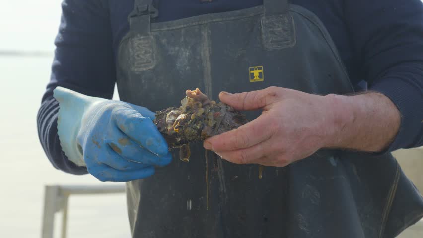 A shellfish farmer checking his harvest. Close up shot on his hands.