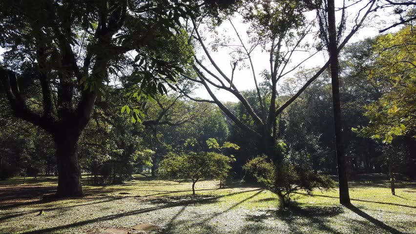 Ibirapuera Park in São Paulo in the winter time. Early morning