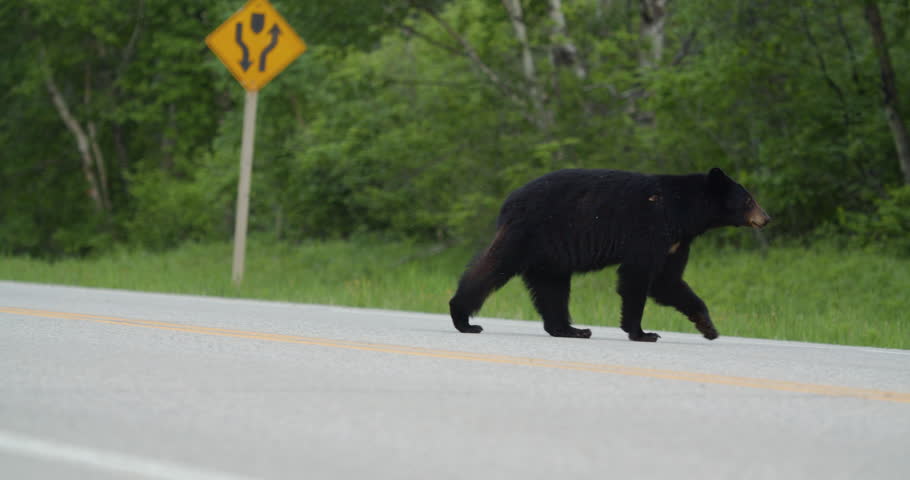 Black Bear crossing the road