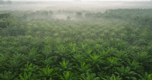 Aerial view video palm oil park High quality video ProRes422