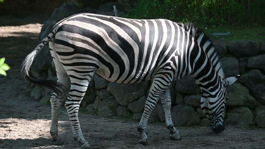 A zebra wags its tail while looking for food