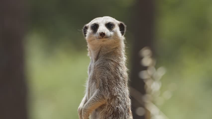 Meerkat outdoors in the animal park. Portugal, Badoca Safari park, 15.05.2023. | Shutterstock HD Video #1104863067