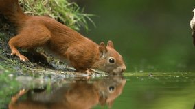 cute adorable red squirrel closeup drinking water from a lake. footage of adorable red squirrel closeup drinking water from lake