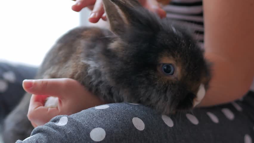 A small fluffy brown rabbit sitting in the arms of a little girl turns its head and looks into the frame. The love of pets and their owners. Royalty-Free Stock Footage #1104866795