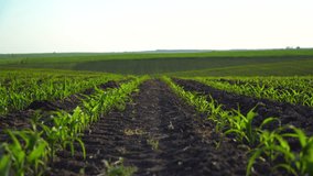 Corn field with young plants on fertile soil. Rows of sunlit young corn plants. Beautiful growing plant corn background. Selective focus. 4k footage