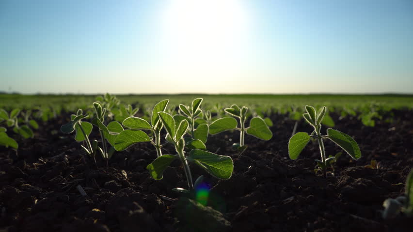 Very young soy plant. Farmer field with small young sprouts soybean. Soft focus. 4k footage Royalty-Free Stock Footage #1104867197