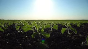 Very young soy plant. Farmer field with small young sprouts soybean. Soft focus. 4k footage