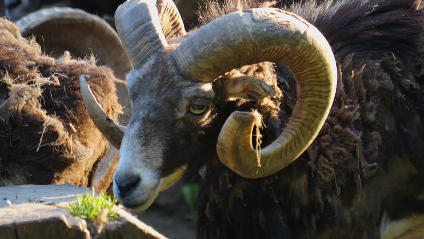 Close up of male Mouflon, ram in spring with winter fur.