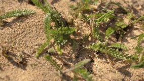 Ant house in the sand. Ants walk and work to feed their babies. Video.