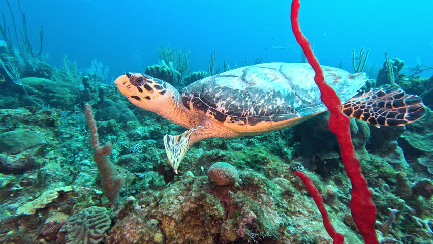 Hawksbill turtle swimming along the reef Royalty-Free Stock Footage #1104873129