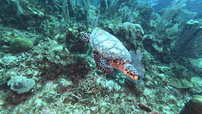Hawksbill turtle swimming along the reef Royalty-Free Stock Footage #1104873135