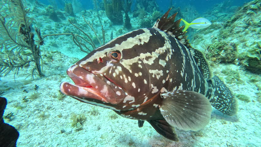 Friendly Nassau grouper on the reef Royalty-Free Stock Footage #1104873261