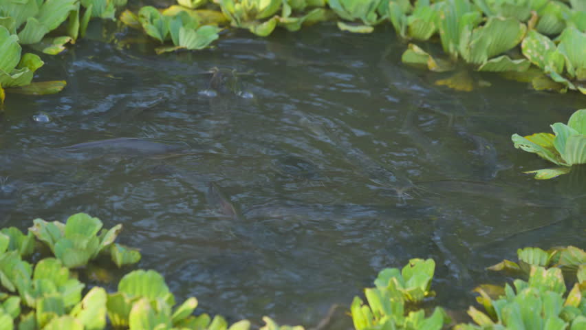 Catfish in nature pond and green plants