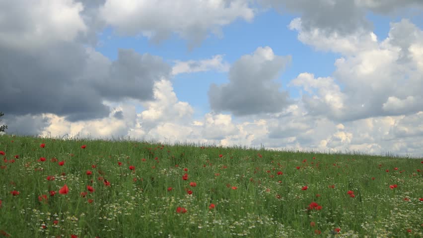 Timelapse of clouds in the sky. Field of red poppies