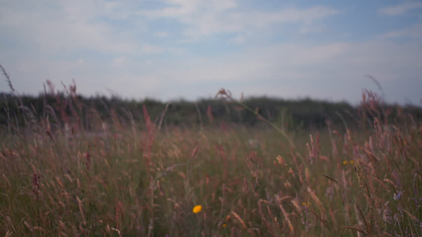 Blue butterfly flying through wild flowers tall grass summer meadow Royalty-Free Stock Footage #1104876501
