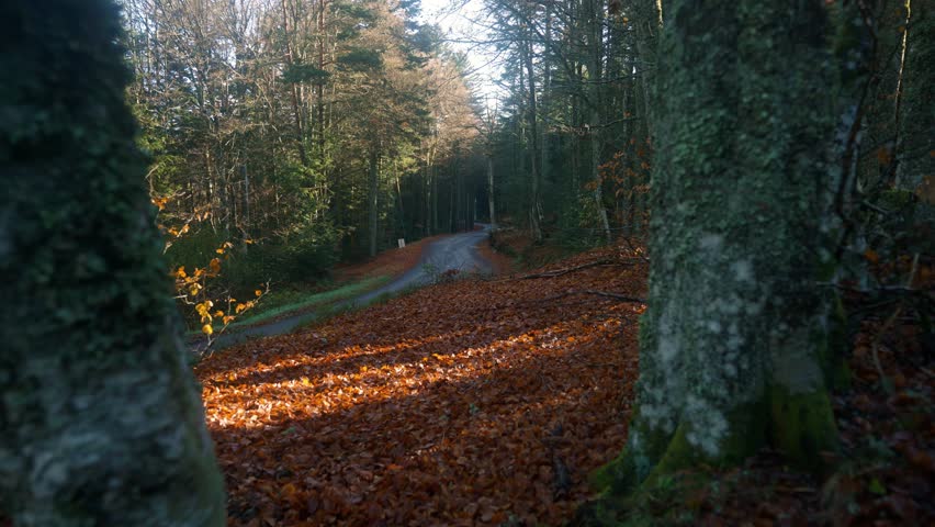 gimbal shot of motorcycle driving away on a winding forest road with sun flare during autumn season