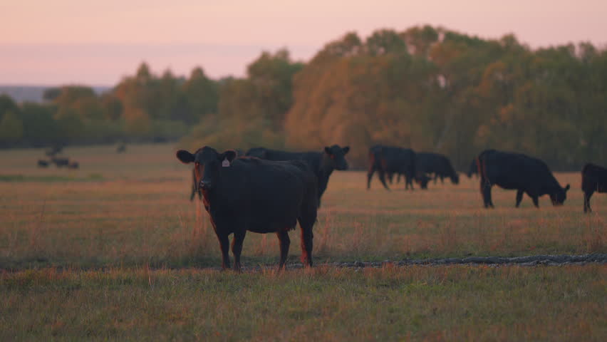 Cows animal grazing in pasture. Aberdeen angus cows. Graze in green meadow pasture field. Selective focus. Royalty-Free Stock Footage #1104879471