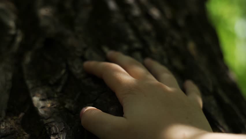 Kid hand touch the tree trunk. ecology a energy forest nature concept. hand tree touch trunk. bark wood. 
 Royalty-Free Stock Footage #1104880327