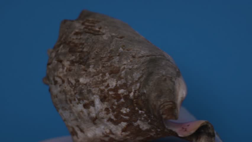 Big sea shell, conch, rotating 