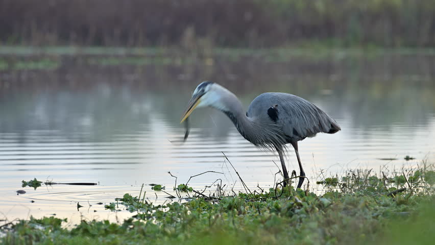 Great blue heron (Ardea herodias) eating a just caught eel.