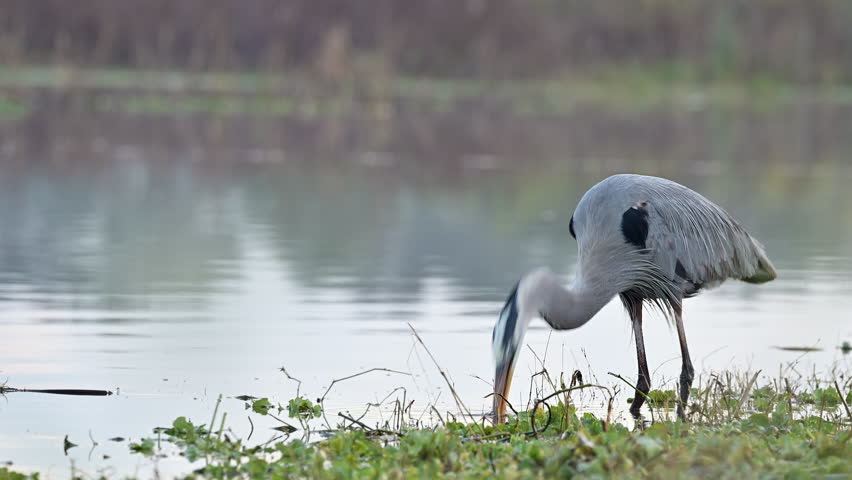Great blue heron (Ardea herodias) shaking a just caught eel before eating it. Royalty-Free Stock Footage #1104880869
