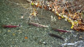 Majestic 4K Encounter: Group of Salmon in Pristine Mountain Stream near Columbia River, Oregon, USA