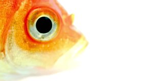 Mesmerizing 4K Macro Shot: Close-Up View of Majestic Goldfish Revealing Exquisite Details