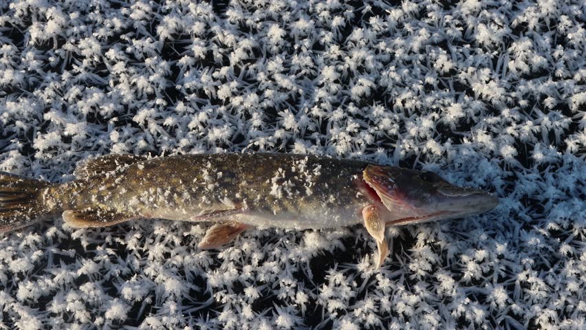 Ice fishing. Pike caught on the first ice (nilas). Trophy on the background of young ice with beautiful crystals