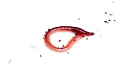 Subterranean Wonders: Earthworm on White Background in 4K - A Fascinating Close-Up of Nature's Soil Engineer