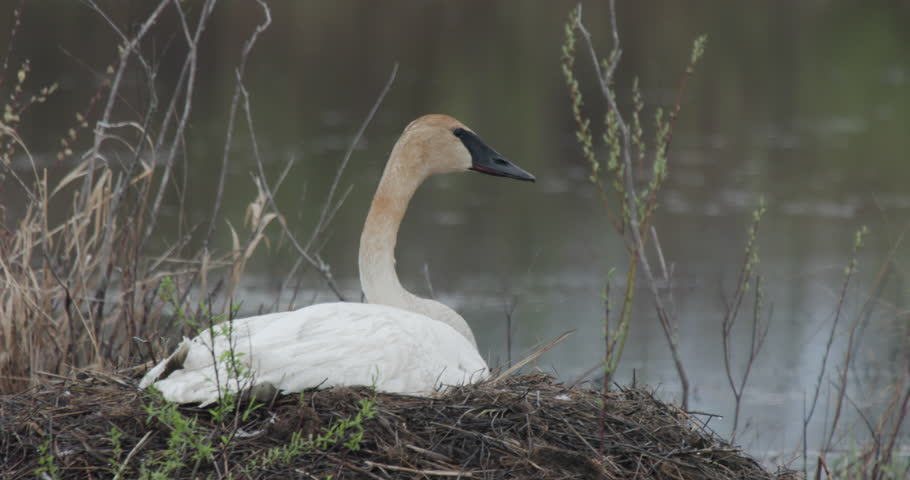 Trumpeter Swan Bird Waterfowl Nesting Incubating in Spring Dawn Morning on Nest