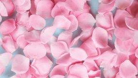 Pink Rose Petals falling on blue background - Powered by Shutterstock - Get 15% off with code: PIKWIZARD15