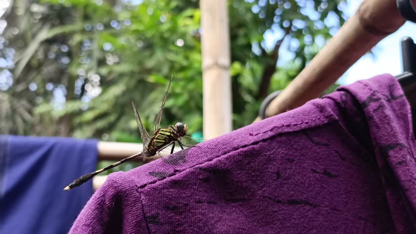 dragonflies, 1 dragonfly perched on the clothesline