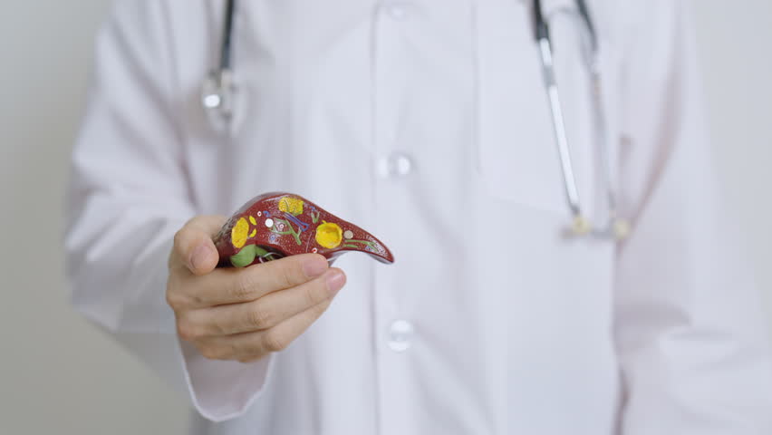 Doctor with human Liver model. Liver cancer and Tumor, Jaundice, Viral Hepatitis A, B, C, D, E, Cirrhosis, Failure, Enlarged, Hepatic Encephalopathy, Ascites Fluid in Belly and health Royalty-Free Stock Footage #1104888677