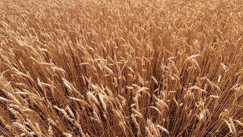 Yellow ripe ears spikes of wheat swaying from the wind in a wheat field on day close-up. Grain cultivation. Agro industrial agricultural farm field. Harvest crop. Agrarian background Farming backdrop. Royalty-Free Stock Footage #1104890043
