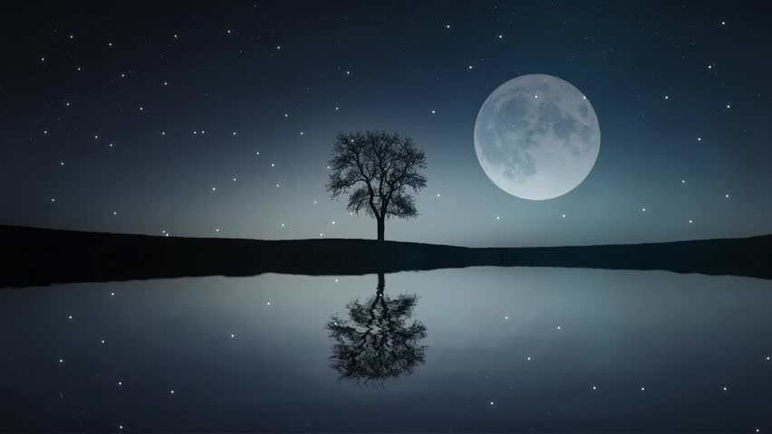 Scary full moon at night through trees and leaves.