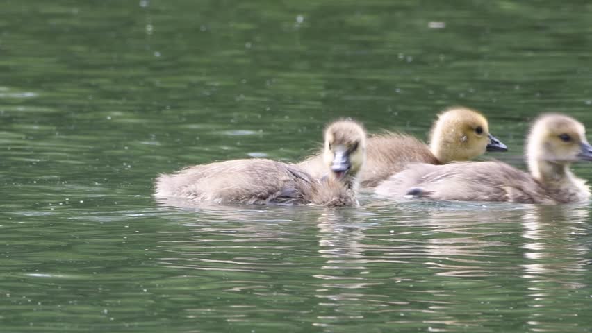 Goslings, baby geese, swimming, diving and splashing in the water.