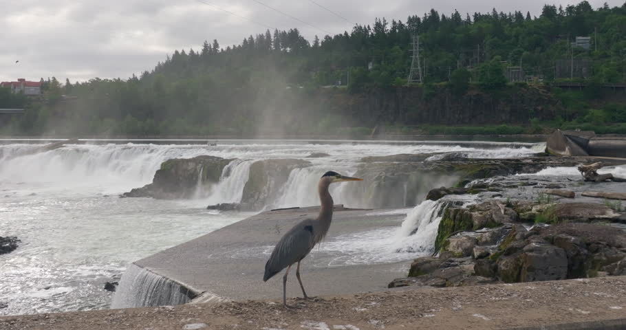 Crane, Oregon City, Oregon - Willamette Falls