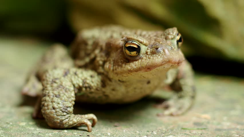 Close-up of common toad Bufo bufo in 4K VIDEO. Beautiful brown frog with huge orange eyes. Royalty-Free Stock Footage #1104893275