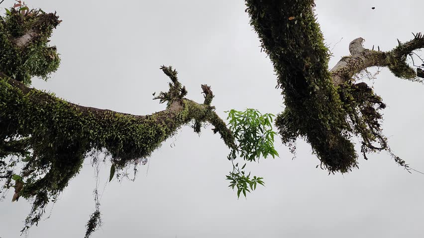 a mango tree trunk overgrown with grass and weeds to the tip of the tree, in the plantation area of Masolo Pinrang village

