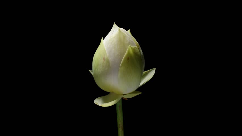 4K time Lapse footage of blooming white lotus flower from bud to full blossom then back to bud isolated on black background, close up backlit shot side view. Royalty-Free Stock Footage #1104897843